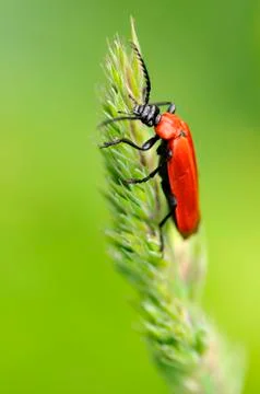 Macro cardinal beetle on grass Stock Photos