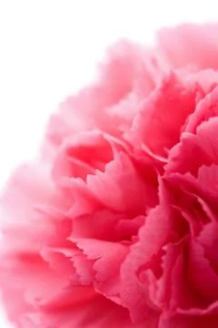 Macro of carnation flower isolated Stock Photos