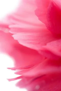 Macro of carnation flower isolated Stock Photos