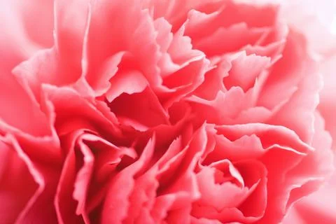 Macro of carnation flower Stock Photos