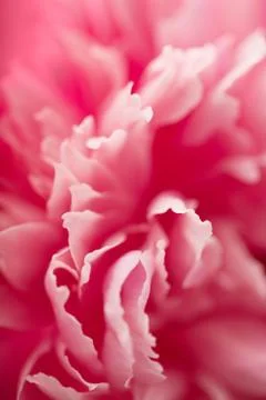 Macro of carnation flower Stock Photos