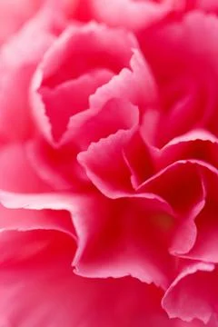 Macro of carnation flower Stock Photos