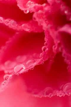 Macro of carnation flower with water drops Stock Photos