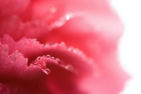 Macro of carnation petals with dew Stock Photos