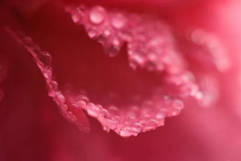 Macro of carnation petals with dew Stock Photos