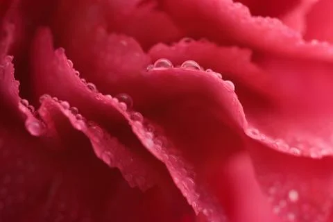 Macro of carnation petals with dew Stock Photos