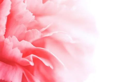 Macro of carnation petals Stock Photos