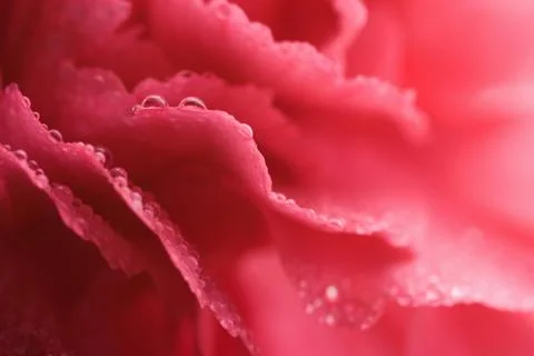Macro of carnation petals Stock Photos