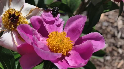 Macro Carpenter Bee Pollinating Pink Peony Flower Slow Motion 4K Stock-Footage 336712920