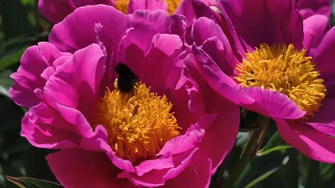 Macro Carpenter Bee Pollinating Pink Peony Flower 4K Slow Motion Video stock 336712924