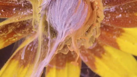 Macro cascade of pastel pigments coating flower petals with glossy ribbons, drop Stock Footage 340619065