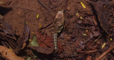 Macro of catepillar breaking out of cocoon shell Stock Footage 236992545