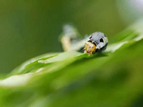 Macro of a caterpillar eats a leaf. Stock Photos