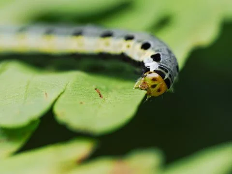 Macro of a caterpillar eats a leaf. Stock Photos