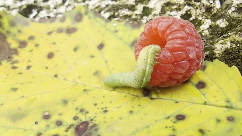 Wild Raspberry Background Stock Videos – Royalty-Free HD & 4K Videos ...