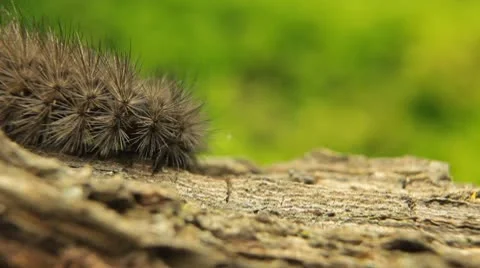 Macro Caterpillar on a grass field, leaf, tree, wood Vídeo Stock 8955278