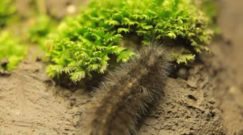 Macro Caterpillar on a grass field, leaf, tree, wood Stock Footage 8955288
