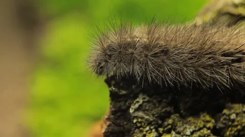 Macro Caterpillar on a grass field, leaf, tree, wood Vidéo 8955472