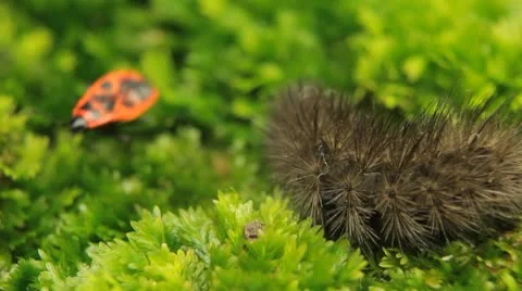 Macro Caterpillar on a grass field, leaf, tree, wood 스톡 동영상 8955493