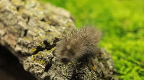 Macro Caterpillar on a grass field, leaf, tree, wood Stock Footage 8955519