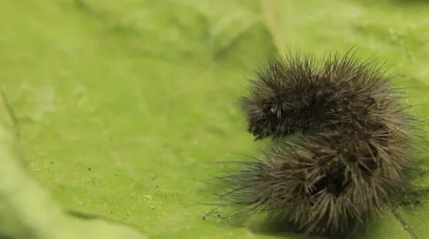 Macro Caterpillar on a grass field, leaf, tree, wood Stock Footage 8955541