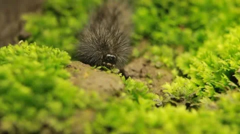 Macro Caterpillar on a grass field, leaf, tree, wood Video stock 8955543