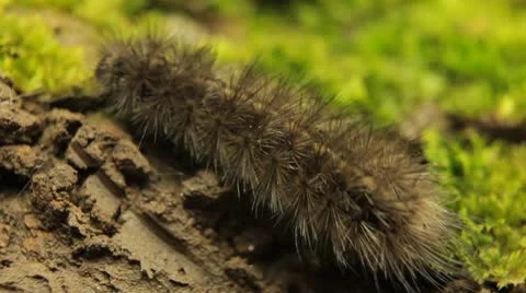 Macro Caterpillar on a grass field, leaf, tree, wood Видео 8955599