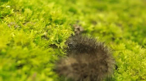 Macro Caterpillar on a grass field, leaf, tree, wood Vidéo 8955681