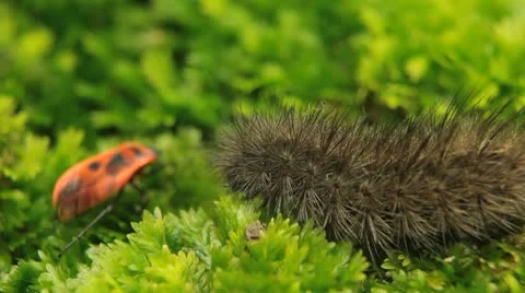 Macro Caterpillar on a grass field, leaf, tree, wood Video stock 8955686