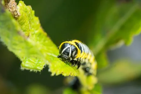 Macro of a caterpiller crawling up a leaf Stock Photos