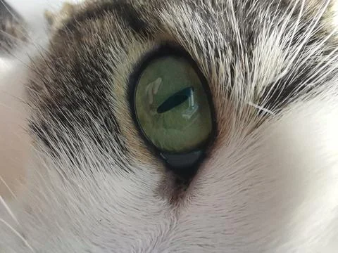 Macro of a cats eye Stock Photos