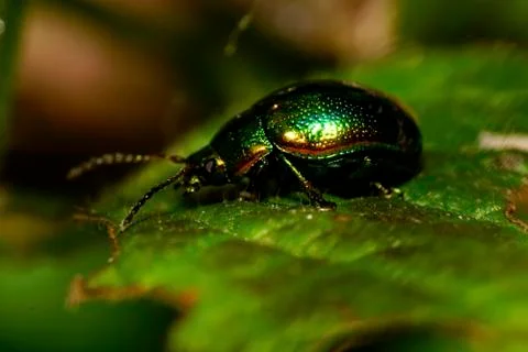 Macro Caucasian beetle leaf beetle sitting on a dead-nettle Fotos Stock