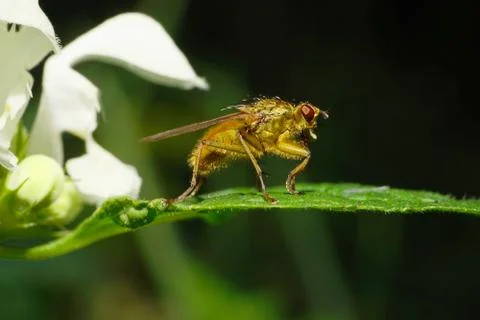 Macro of Caucasian bristly fly on Lamium album Stock Photos
