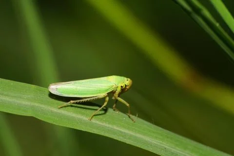Macro of Caucasian Cicadella viridis on a leaf of cereal Stock Photos