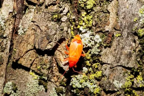 Macro of Caucasian young red bug of soldier Pyrrhocoris Stock Photos