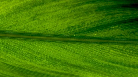 Macro Cell Structure View of Leaf Surface Showing Plant Cells. Stock Footage 281320970