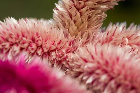 Macro celosia argentea Stock Photos