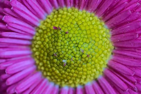 Macro centered view of spring yellow stigma of single pink common daisy Stock Photos