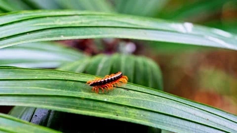 Macro Centipede Crawling on Palm Leaf Cat Ba Stock Footage 344016723