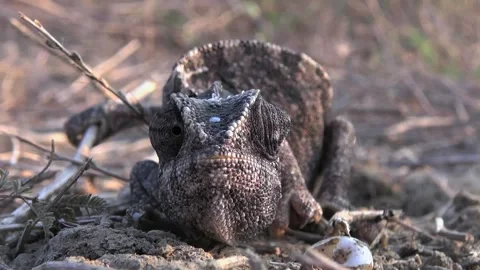 Macro chameleon closeup shows textured skin and camouflage on dry parched ground Stock Footage 339338379