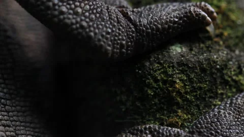 Macro of Chameleon Walking Stock Footage 236067803