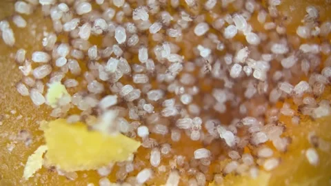 Macro Of Cheese Mites Forming The Distinctive Rind And Flavor Video stock 233665497
