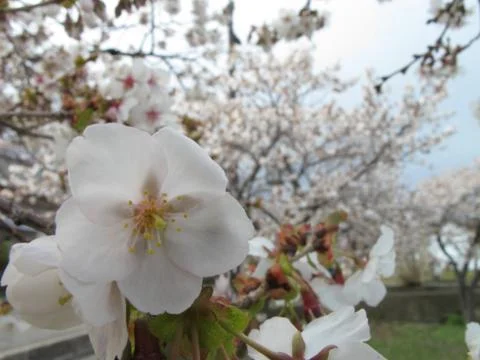 Macro of cherry blossom Stock Photos