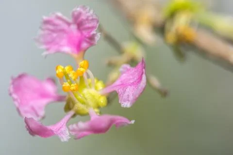 Macro cherry blossom Foto stock