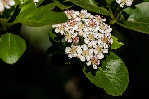Macro of a cherry blossom Stock Photos