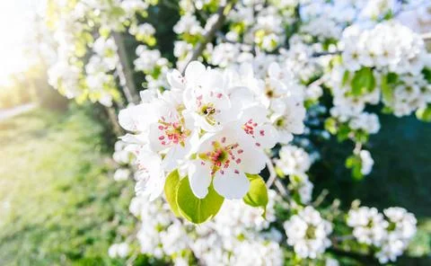 Macro cherry branch at spring garden grassy background. Stock Photos
