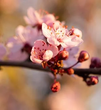 Macro of cherry tree blossom some open some closed on a branch Stock Photos