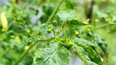 Macro: Chili Leaf Curl Disease and Abundant Flowers - 4K ASMR Stock Footage 328057484