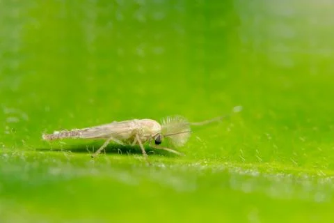 Macro chironomids Stock Photos