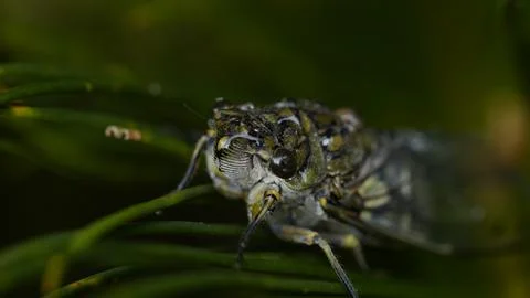 Macro of a cicada in a leaf with a big close up of the face Stock Photos